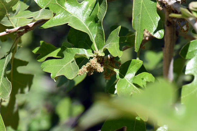 Gambel Oak has greenish or brownish male and female catkins as noted in the photograph. The unisexual flowers are wind pollinated. Quercus gambelii 